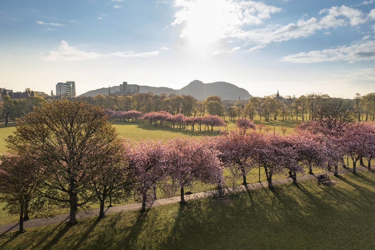 Blooming blossom trees in The Meadows Edinburgh against the backdrop of Arthur's Seat