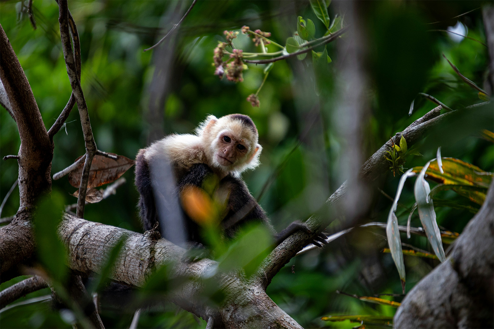 A white-faced monkey perched on a tree branch, surrounded by lush green foliage.