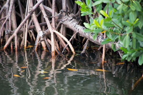 Close up of mangrove tree growing into the water