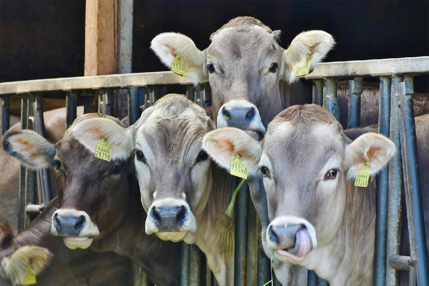 Four dairy cattle in a barn