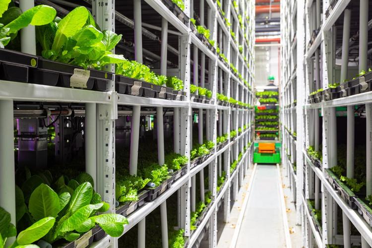 Photograph of a city farm manufacturing