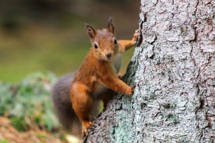 Red squirrel climbing a tree in Scotland