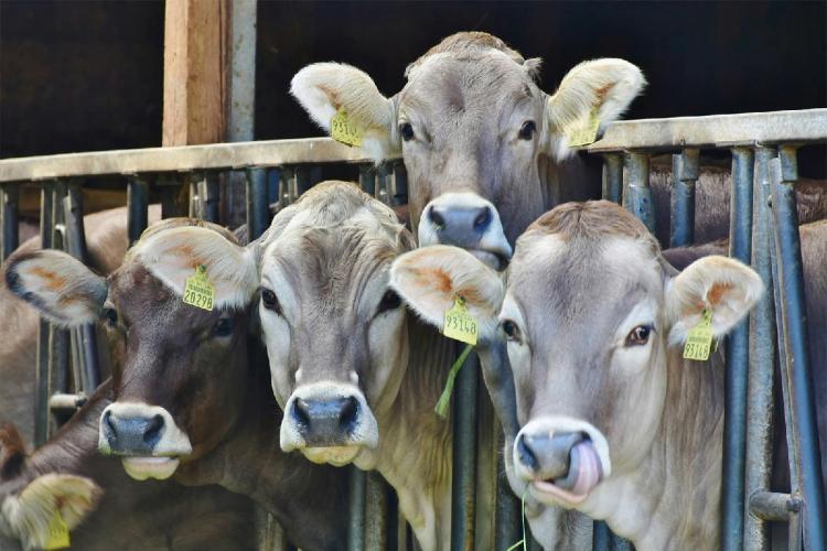 Four dairy cattle in a barn