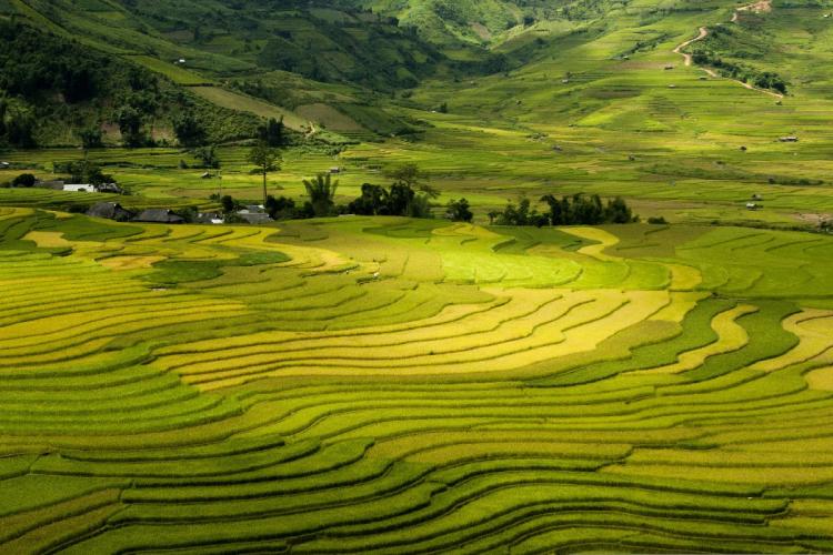 Agricultural landscape of terraced rice fields in south east Asia