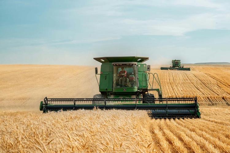Combine harvester in a field harvesting wheat