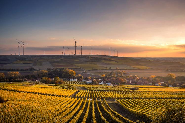 Wind turbines on a hill in an farming landscape with vineyard in the foreground